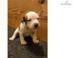 American Bulldog Puppy for sale in Tulsa, OK, USA