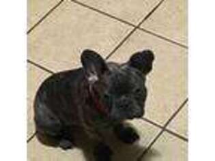French Bulldog Puppy for sale in Ridgeland, MS, USA