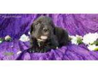 Saint Bernard Puppy for sale in Castle Rock, WA, USA