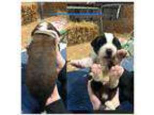 Saint Bernard Puppy for sale in Rushville, IN, USA