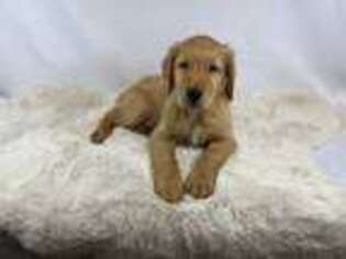Golden Retriever Puppy for sale in Bowersville, GA, USA