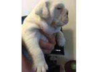 Bulldog Puppy for sale in Concord, NC, USA