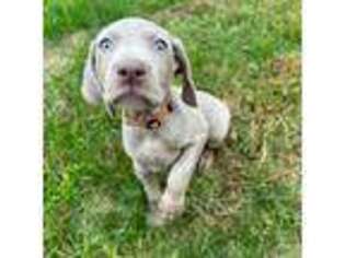 Weimaraner Puppy for sale in Portsmouth, RI, USA