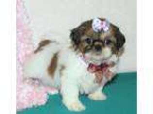 Mutt Puppy for sale in Willow Springs, MO, USA