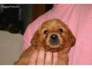 Golden Retriever Puppy for sale in Andalusia, AL, USA