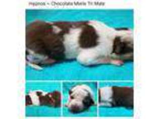 Border Collie Puppy for sale in Lawson, MO, USA