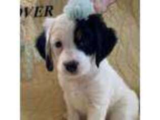 Mutt Puppy for sale in Buckeye, AZ, USA