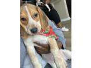 Beagle Puppy for sale in Jacksonville, FL, USA