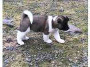 Akita Puppy for sale in Callands, VA, USA