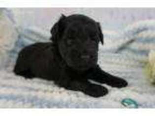 Mutt Puppy for sale in Christmas, FL, USA