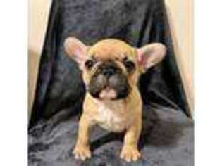 French Bulldog Puppy for sale in Marshall, IL, USA