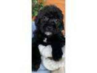 Labradoodle Puppy for sale in Fort Wayne, IN, USA