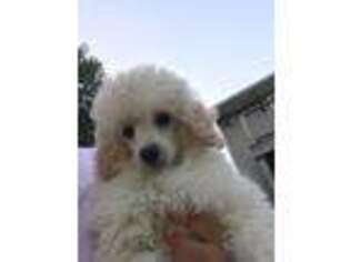 Mutt Puppy for sale in Culver, IN, USA