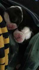 Boston Terrier Puppy for sale in Stedman, NC, USA