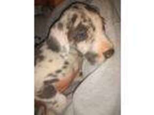 Great Dane Puppy for sale in Lexington, NC, USA