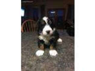 Mutt Puppy for sale in Crothersville, IN, USA