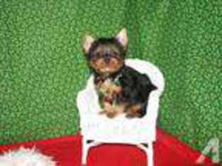 Yorkshire Terrier Puppy for sale in LA FOLLETTE, TN, USA