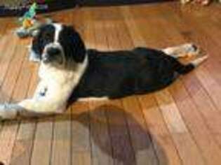 Saint Bernard Puppy for sale in Hillsboro, OR, USA