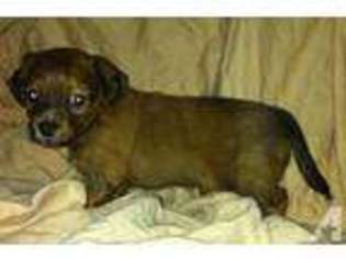 Chiweenie Puppy for sale in MANCHESTER, NH, USA