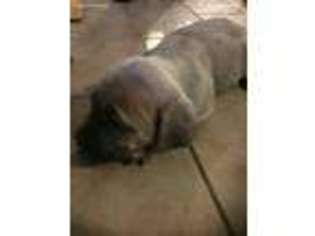 Cane Corso Puppy for sale in Coal City, IN, USA