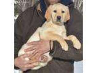 Labrador Retriever Puppy for sale in Roosevelt, MN, USA