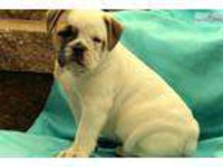 Olde English Bulldogge Puppy for sale in Wilkes Barre, PA, USA