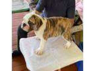 Bulldog Puppy for sale in Marietta, OH, USA