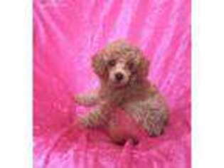 Mutt Puppy for sale in Mansfield, PA, USA