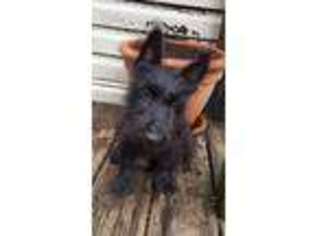Scottish Terrier Puppy for sale in Gracey, KY, USA