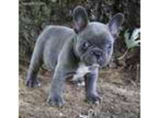 French Bulldog Puppy for sale in Park City, KY, USA