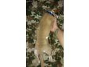 Great Dane Puppy for sale in Fyffe, AL, USA