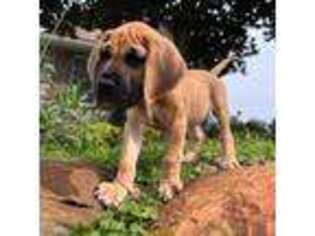 Great Dane Puppy for sale in Niles, MI, USA
