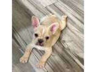 French Bulldog Puppy for sale in Port Neches, TX, USA
