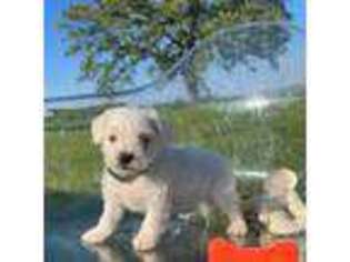 West Highland White Terrier Puppy for sale in Centerville, IA, USA