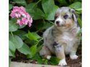 Australian Shepherd Puppy for sale in Delaplane, VA, USA