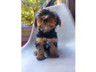 Yorkshire Terrier Puppy for sale in Yuba City, CA, USA