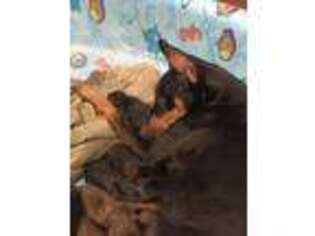 Doberman Pinscher Puppy for sale in Statesville, NC, USA