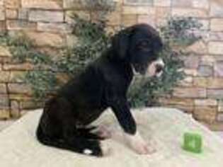 Great Dane Puppy for sale in Grabill, IN, USA