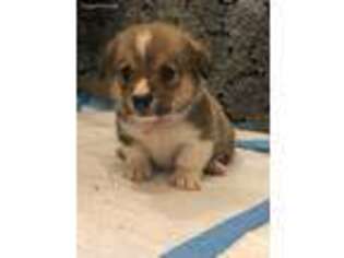 Pembroke Welsh Corgi Puppy for sale in Ocklawaha, FL, USA