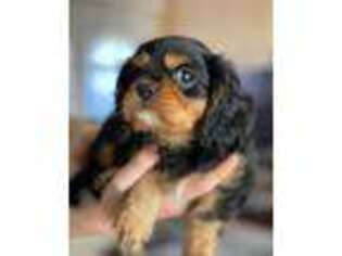 Cavalier King Charles Spaniel Puppy for sale in Cape Coral, FL, USA