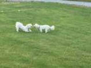 Bichon Frise Puppy for sale in Carthage, IN, USA