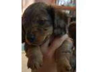 Dachshund Puppy for sale in Terre Haute, IN, USA