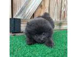Pomeranian Puppy for sale in Lake Butler, FL, USA