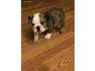 Bulldog Puppy for sale in Bay Minette, AL, USA