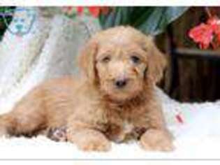 Labradoodle Puppy for sale in Bird In Hand, PA, USA