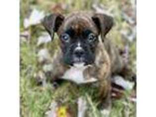 Boxer Puppy for sale in Villa Rica, GA, USA