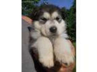 Alaskan Malamute Puppy for sale in Ash Grove, MO, USA