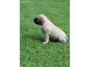 Mastiff Puppy for sale in Dungannon, VA, USA
