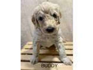 Goldendoodle Puppy for sale in Stow, OH, USA