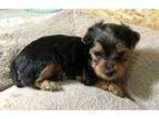 Yorkshire Terrier Puppy for sale in Jefferson, GA, USA